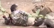 Man Survives Lion Attack by Stroking Predator for 30 Minutes