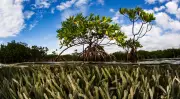 Mangrove Photography Awards 2026: Winners and Runners-Up