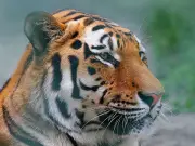 Map Reveals 2,200 Dangerous Wild Animals Kept as Pets in UK