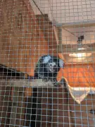 Marmoset monkey found in laundry bag on London bus rescued and named Oyster