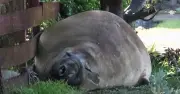Massive Elephant Seal Neil Causes Chaos in Hobart, Tasmania