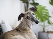 Mercury Retrograde Affects Pets: 4 Signs and 5 Tips
