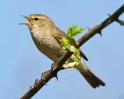 Merlin App Birdsong Data to Boost Global Biodiversity Project