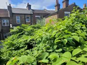 Merseyside second worst UK hotspot for Japanese knotweed infestation