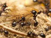 Michelin-starred chef faces jail for using ants as dessert topping
