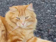 Missing cat Mr Star returns with gunshot wound, rescue 'astonished'
