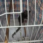 Monkey Abandoned in Cage on London Bus, Nicknamed 'Oyster'
