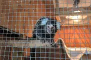 Monkey Abandoned in Laundry Bag on London Bus Rescued by RSPCA
