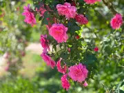 Monty Don Urges Gardeners to Prune Rambling Roses This July