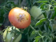 Monty Don's 1 Job to Prevent Tomato Blight: Strip Lower Leaves
