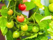 Monty Don's 5-Minute Job to Grow Bigger Tomatoes in July