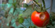 Monty Don's Best Defence Against Tomato Blight Risk in July