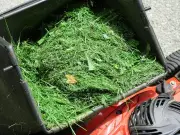 Monty Don's July Warning: Never Leave Grass Clippings on Lawn
