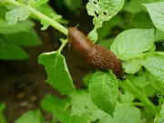 Monty Don's Natural Slug Deterrent Tips for Gardeners