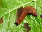 Monty Don's Natural Slug Deterrents: Keep Plants Pest-Free Without Chemicals