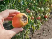 Monty Don's Top Tip to Stop Tomato Blight: Remove Lower Leaves Now