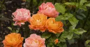 Monty Don's Urgent July Rose Task: Prune Ramblers for Better Blooms