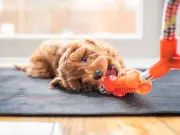 Morning Live Vet Urges Dog Owners to See Vet Immediately Over Mouth Symptom