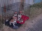 Mother dog and four puppies dumped in crate on Welsh country lane