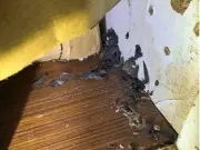 Mouse-Infested Kebab Van Shut Down After Grim Hygiene Inspection
