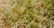Move garden furniture off grass to keep lawn healthy in heatwave