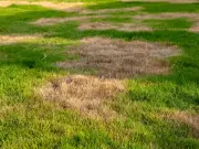 Move garden items off lawn to keep grass healthy in heatwave