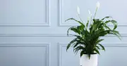 Move Peace Lilies to Bathroom or Kitchen for More Blooms, Expert Says