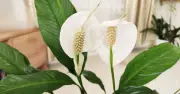 Move peace lilies to bathroom or kitchen in July for healthier growth