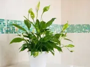 Move Peace Lilies to One Specific Room for More Blooms, Expert Says
