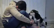 MP Urges Police to Warn Women if Partners Abused Animals to Prevent Domestic Violence