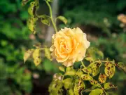 Mulch Roses in July to Prevent Black Spot: Simple Gardening Tip