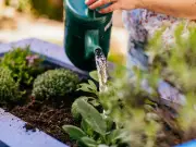 Mushroom Water: The Homemade Fertilizer for More Plant Blooms