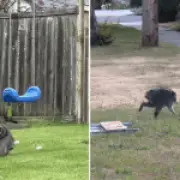 ‘Mutant’ Raccoon ‘Jimothy’ With Rare Spine Condition Becomes Internet Star in Seattle