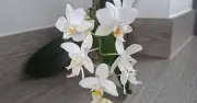 My Orchid Blooms Repeatedly Thanks to 1 Simple Annual Rule