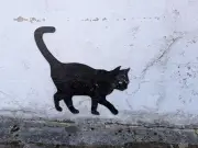 Mysterious black cat murals brighten 'run down' parts of Liverpool's Garston