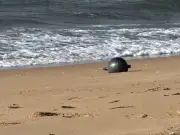 Mysterious Metal Orbs on Australian Beach Identified as Hazardous Rocket Debris