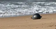Mysterious 'Space Balls' Wash Up on Australian Beach, Authorities Warn