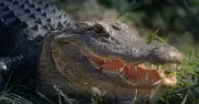 Naked Swimmer Survives Alligator Attack in Florida Lake