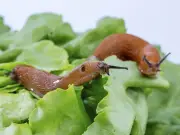 Natural £1.49 Bran Barrier Effectively Repels Slugs from Gardens