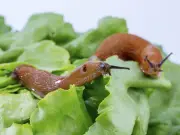 Natural Bran Barrier for £1.49 Keeps Slugs Away from UK Gardens