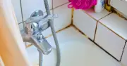 Natural Houseplant Prevents Bathroom Mould in Humid Summer