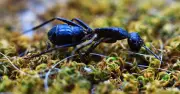 Natural Pesticide Diatomaceous Earth Banish Ants Better Than White Vinegar
