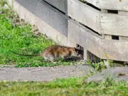 Natural Rat Repellent Plants: Keep Gardens Rodent-Free with Expert Tips