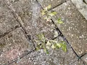 Natural Weed Killers Tested: Salt and Vinegar Win, Lemon Juice Fails
