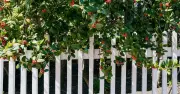 Neighbour Tree Disputes: Legal Rights and Options Explained