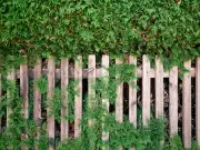 Neighbour's Tree Overhang: Your Legal Rights and Actions