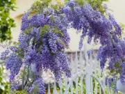 Neighbours Warned 'Act Early' Over Wisteria as Insurance Won't Cover Damage