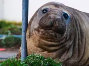 Neil the 2,200lb Elephant Seal Goes Viral with 1.4M TikTok Followers; Officials Warn to Leave Him Alone