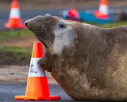 Neil the One-Tonne Elephant Seal Returns to Sea After Viral Tasmania Antics