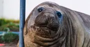 Neil the Seal Faces Euthanasia Risk After Causing Chaos in Tasmania